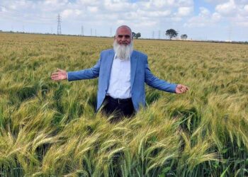 د. عبدالسلام المنشاوي يكتب.. هل منظومة الخبز المدعم مع أم ضد الأمن الغذائي للقمح المصري