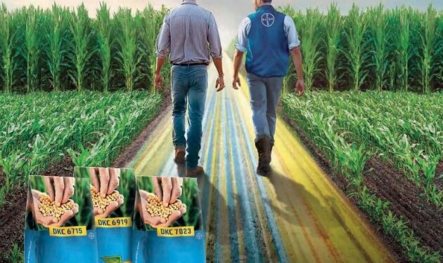 هجن الذرة ديكالب .. 8 مزايا وفوائد للعملاق الجديد من باير هجن الذرة ديكالب