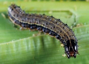 مبيدات دودة الحشد الخريفية