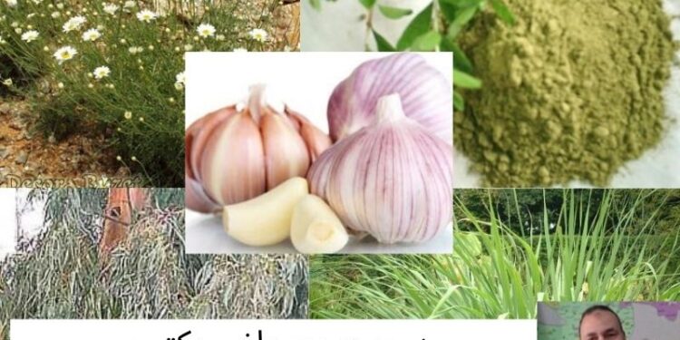 المستخلصات النباتية .. د. ربيع مصطفى: يوضح فوائد استخدامها كبديل للمبيدات المستخلصات النباتية