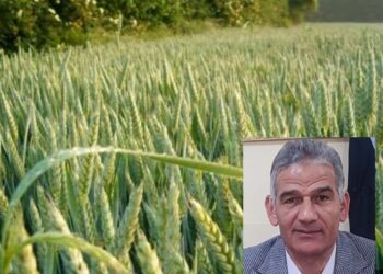 محصول القمح .. د. رضا عليوة يكتب عن آفاق تنميته