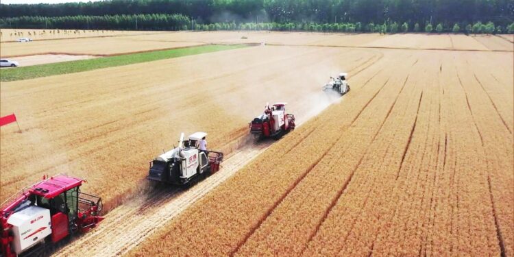 القمح الصينى كلمة السر لتحقيق الاكتفاء الذاتي للمصريين القمح الصينى