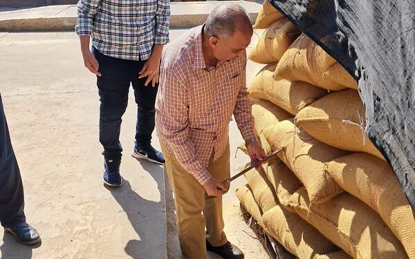 تصدير تقاوى القمح .. 4 دول تستوردها من مصر على رأسها الإمارات تصدير تقاوى القمح