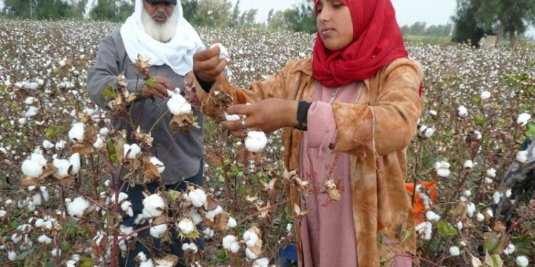 توريد القطن .. الزراعة تعلن ضوابط الموسم الجديد 2024/2025 توريد القطن