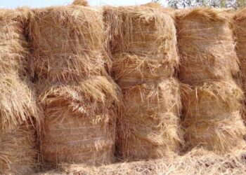 أسمدة عضوية