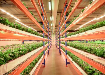 الزراعة الحضرية في الإمارات