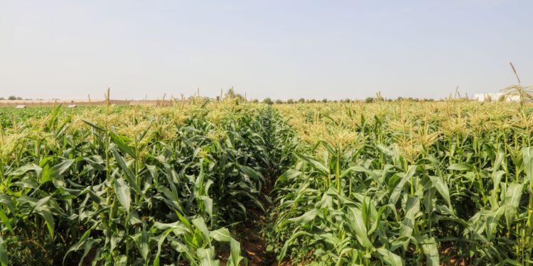 المبادرات والحملات الزراعية الوطنية