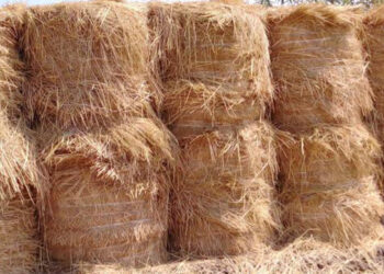 تدوير قش الأرز