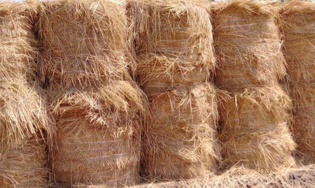 تدوير قش الأرز