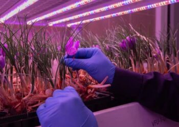 إنتاج الزعفران