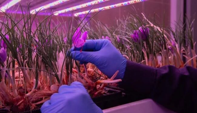 إنتاج الزعفران .. مشروع سعودي طموح لتوطين ومضاعفة زراعته إنتاج الزعفران