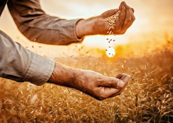 الأمن الغذائي