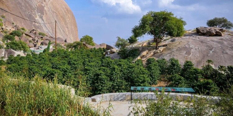 زراعة البُن الشدوي