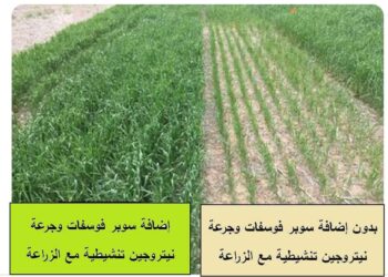 التسميد الفوسفاتي للقمح