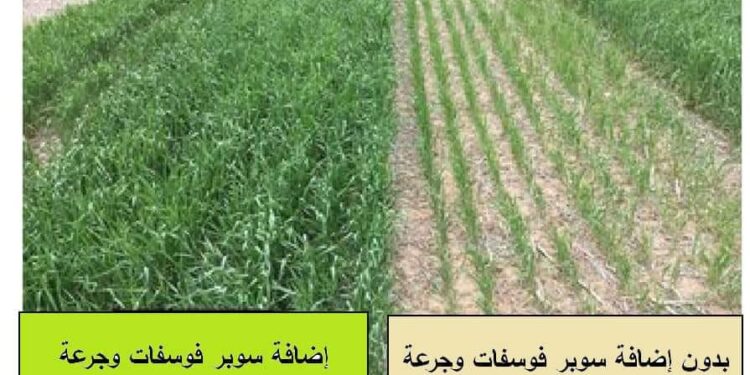 التسميد الفوسفاتي للقمح