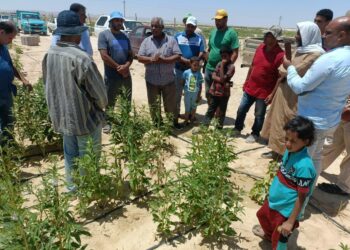 الجيش الأخضر