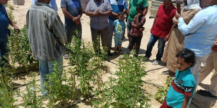 الجيش الأخضر