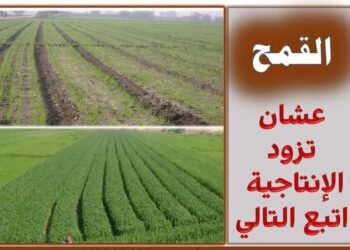 زراعة القمح 2024
