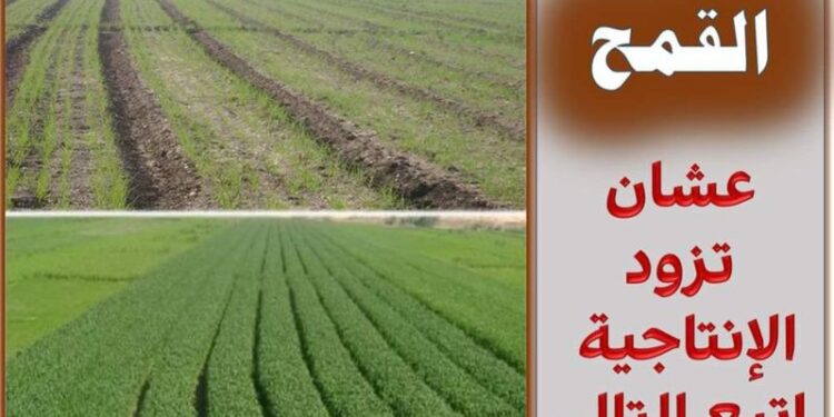 زراعة القمح 2024 .. نصائح ذهبية للحصول على أعلى إنتاجية زراعة القمح 2024