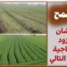زراعة القمح 2024 .. نصائح ذهبية للحصول على أعلى إنتاجية زراعة القمح 2024