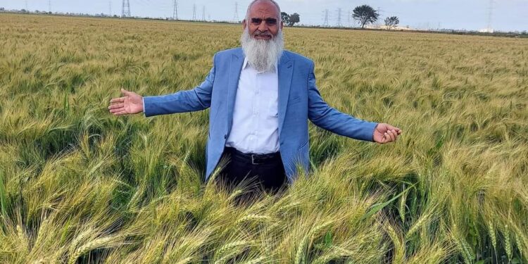 تقاوى القمح .. المنشاوي يوجه حزمة نصائح ذهبية لضمان أعلى إنتاجية تقاوى القمح