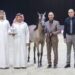 انطلاق منافسات بطولة الإمارات الوطنية لجمال الخيل العربية في أبوظبي انطلاق منافسات بطولة الإمارات الوطنية لجمال الخيل العربية في أبوظبي