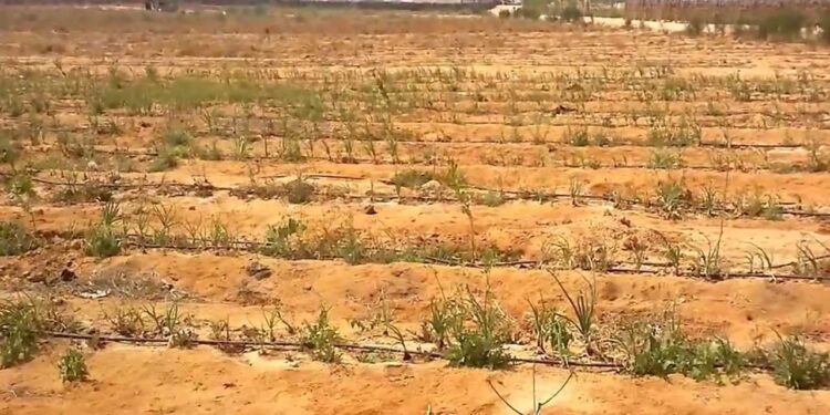 شركات بيع الاراضى الزراعيه