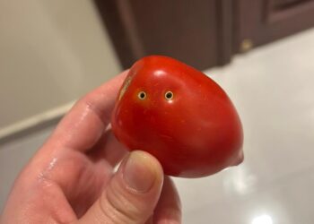 ثعبان الطماطم