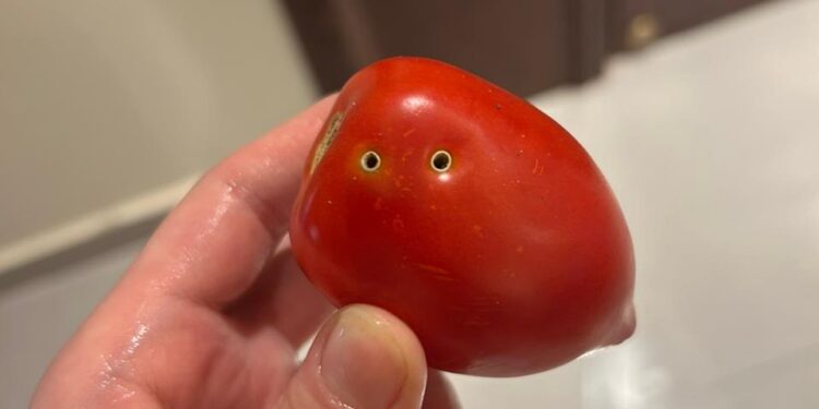 ثعبان الطماطم .. الزراعة توضح حقيقة التهامه للثمار ثعبان الطماطم