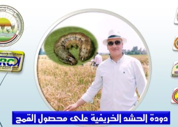 دودة الحشد الخريفية على محصول القمح