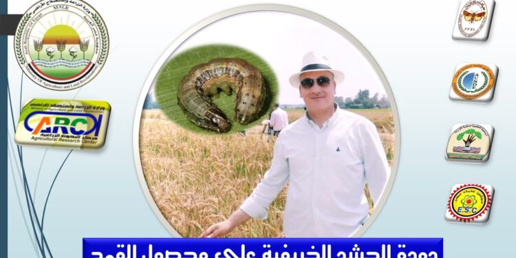 دودة الحشد الخريفية على محصول القمح