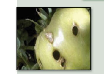 علاج ديدان الطماطم