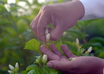 زهرة الفل الجيزاني