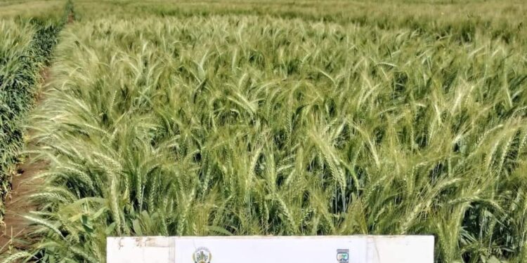 صنف القمح مصر 4 .. المنشاوي: الحصان الرابح بين كل الأصناف صنف القمح مصر 4