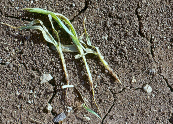 علاج موت البادرات في القمح