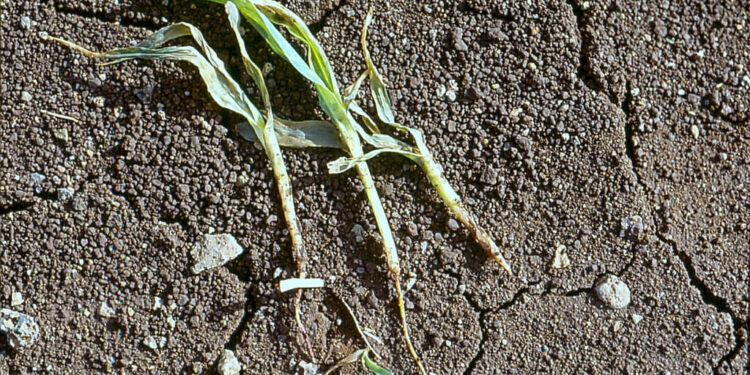 علاج موت البادرات في القمح .. الزراعة تعلن الأدوية المعتمدة علاج موت البادرات في القمح