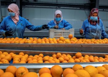 مركزات الموالح