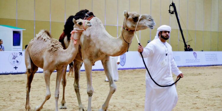 مزاد الهجن بالجنادرية يضم 44 مطية مزاد الهجن