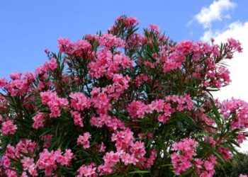 نبات الدفلة