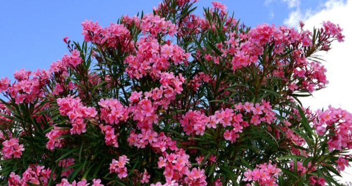 نبات الدفلة