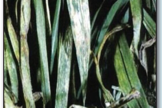 الزراعة توصي بهذه المبيدات لـ علاج البياض الدقيقي في القمح علاج البياض الدقيقي في القمح