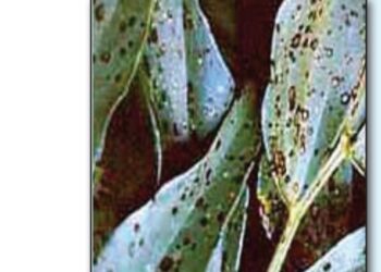 علاج التبقع البني في الفول البلدي