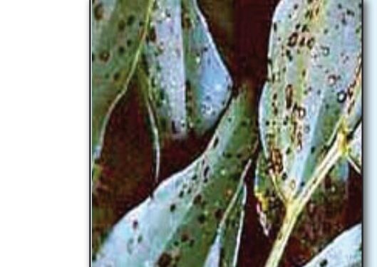 علاج التبقع البني في الفول البلدي .. الزراعة توصي بهذه المبيدات علاج التبقع البني في الفول البلدي