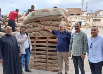 سعر تقاوي البطاطس