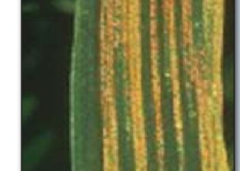 علاج الصدأ الأصفر المخطط