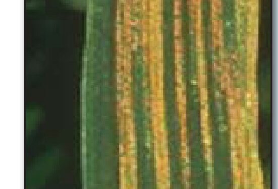 علاج الصدأ الأصفر المخطط في القمح .. الزراعة توصي بـ 10 مبيدات علاج الصدأ الأصفر المخطط