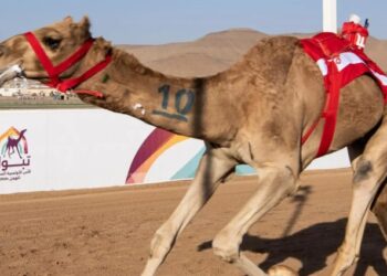 كأس الأولمبية السعودية للهجن