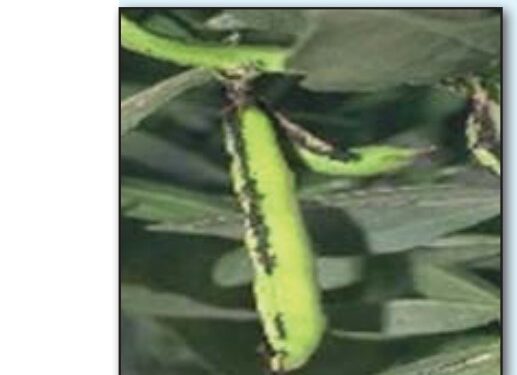 علاج المن في الفول البلدي 2024 .. الزراعة توصي بمبيد واحد علاج المن في الفول البلدي