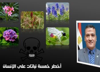 د. مجدي السماحي يكتب عن أخطر خمسة نباتات على الإنسان