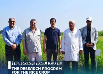 محصول الأرز